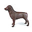 Thumb: Gyndog “Gynnie”