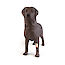 Thumb: Gyndog “Gynnie”