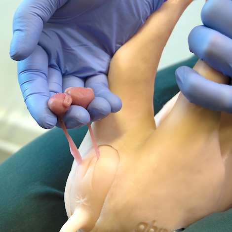 Castro Castration Module