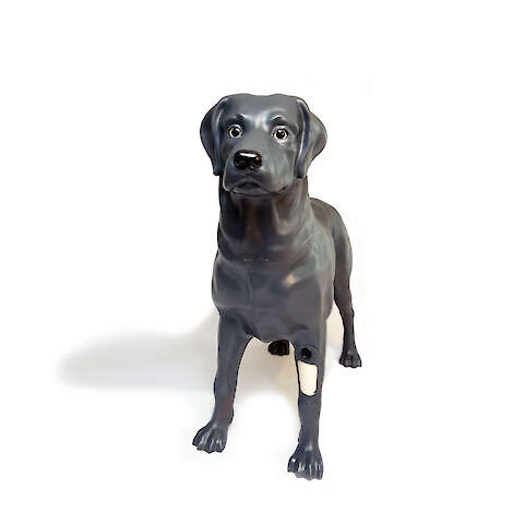 Androdog Andy