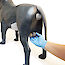 Thumb: Canine Testicles