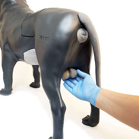 Scrotal Hernia