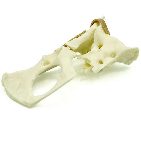 Feline Hemipelvis With Fractures (solid)