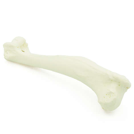 Humerus - Hund