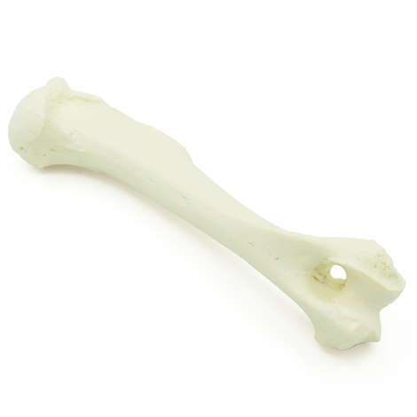 Humerus - Hund