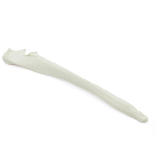 Canine Ulna
