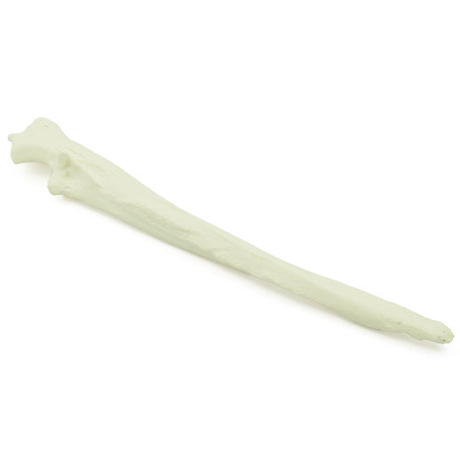 Canine Ulna