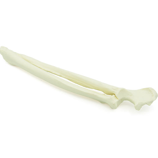 Radius & Ulna - Hund