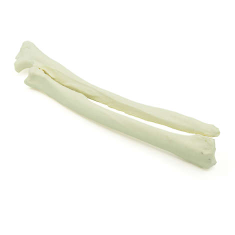 Canine Radius & Ulna