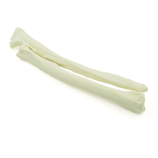 Radius & Ulna - Hund