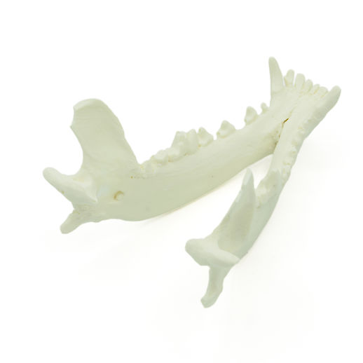 Canine Mandibula