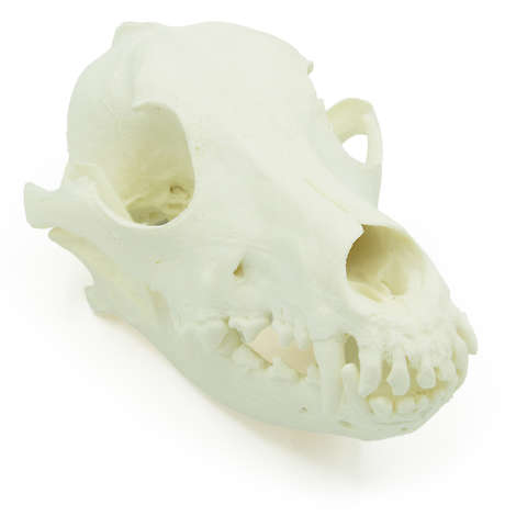 Canine Full Skull
