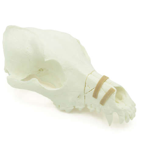 Canine Skull With Rostral Fracture (solid)