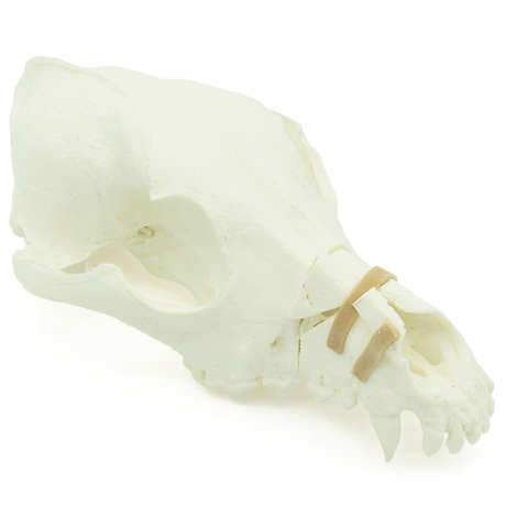 Canine Skull With Rostral Fracture (solid)