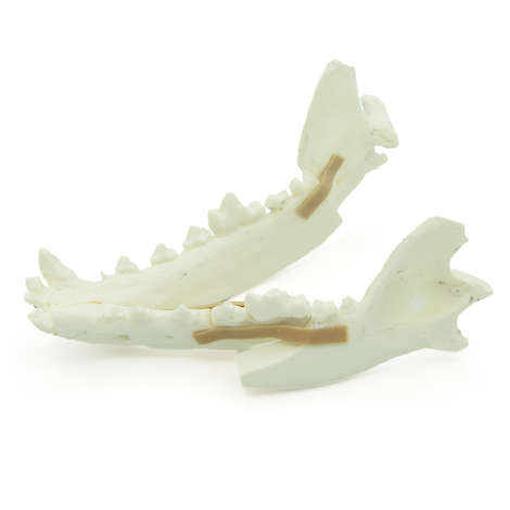 Canine Mandibula With Fractures (solid)
