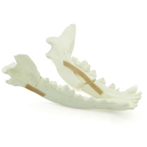 Canine Mandibula With Fractures (solid)