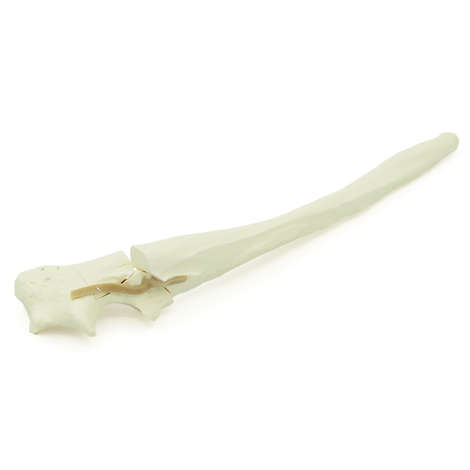 Ulna mit Trümmerfraktur am Olekranon - Hund (solide)