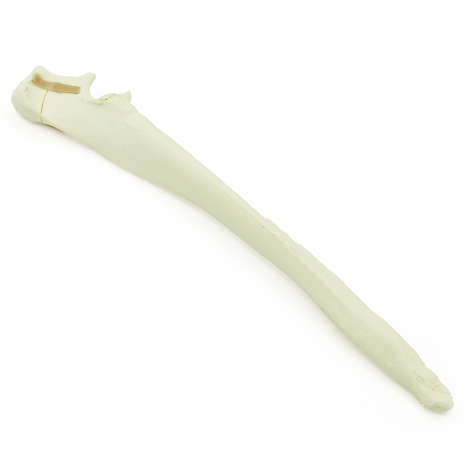 Ulna mit transverser Olekranonfraktur - Hund (solide)