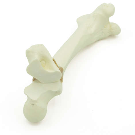 Femur Tr. major Fraktur - Hund (solide)
