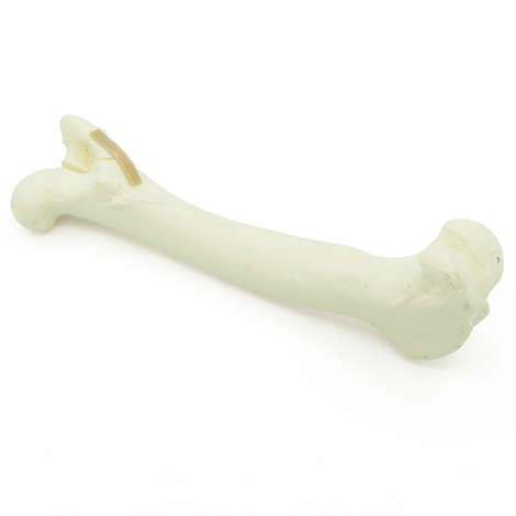 Femur Tr. major Fraktur - Hund (solide)