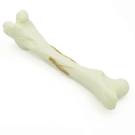 Femur mit langer Schrägfraktur - Hund (solide)