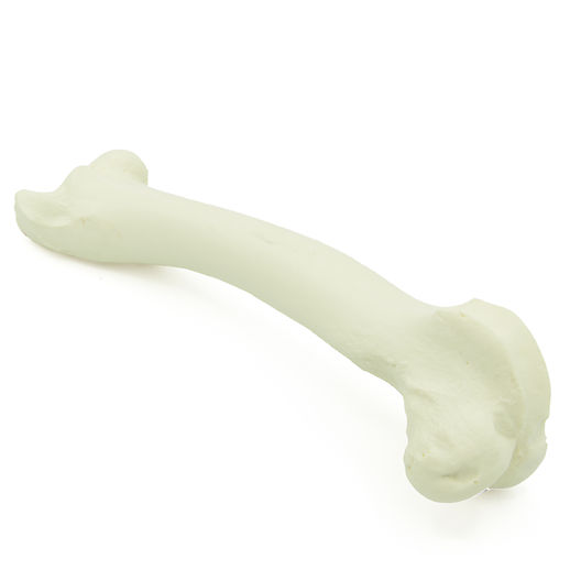 Femur - Hund (solide)