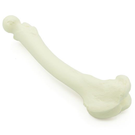 Femur - Hund (solide)