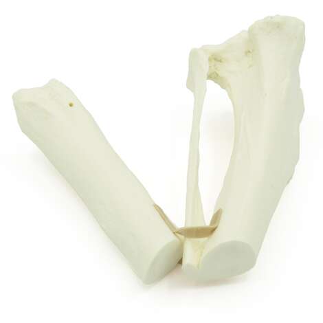 Canine Tibia With Short Oblique Fracture (solid)