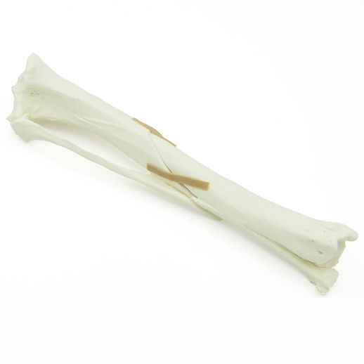 Canine Tibia With Spiral Fracture (solid)