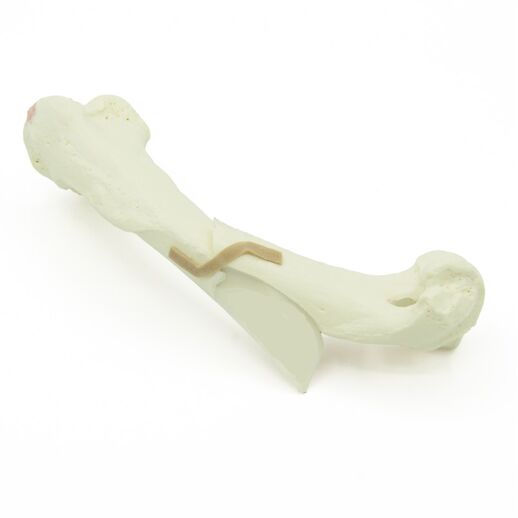 Humerus mit Spiralfraktur - Hund (solide)