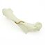 Thumb: Humerus mit Spiralfraktur - Hund (solide)