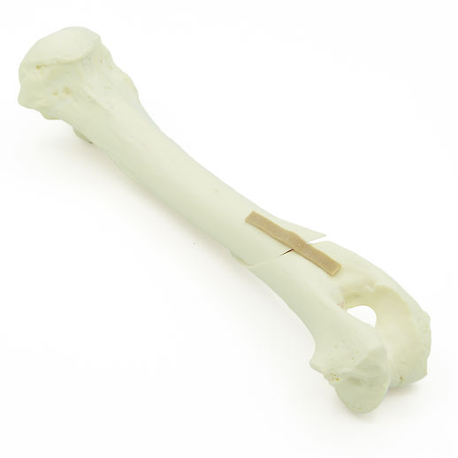 Humerus mit Spiralfraktur - Hund (solide)