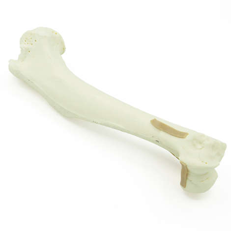 Humerus mit distaler Y-Fraktur - Hund (solide)