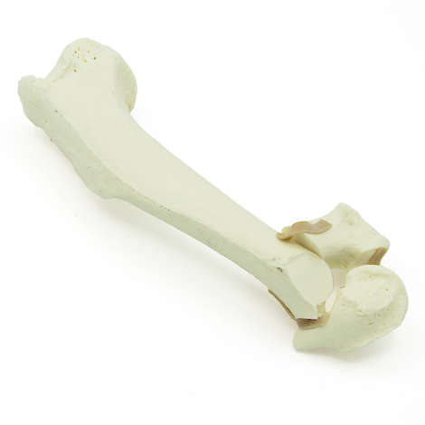 Humerus mit distaler Y-Fraktur - Hund (solide)