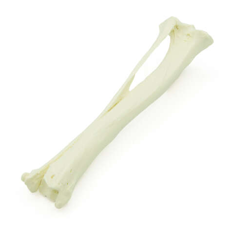Canine Tibia (Marrow)