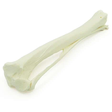 Canine Tibia (Marrow)