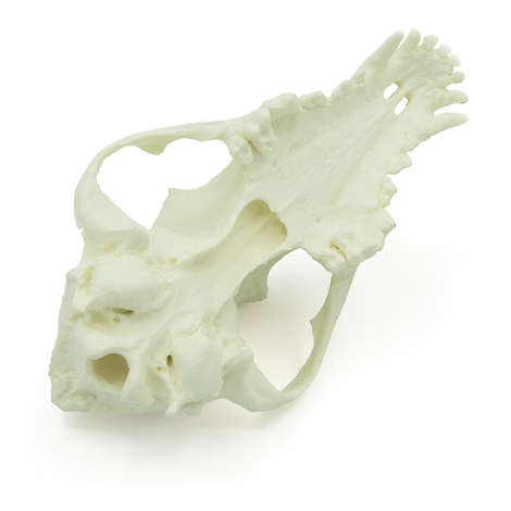 Canine Upper Skull (solid)