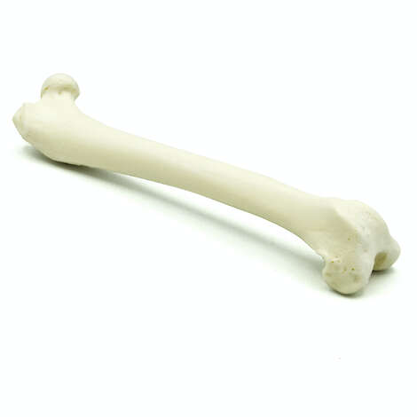 Feline Femur (solid)