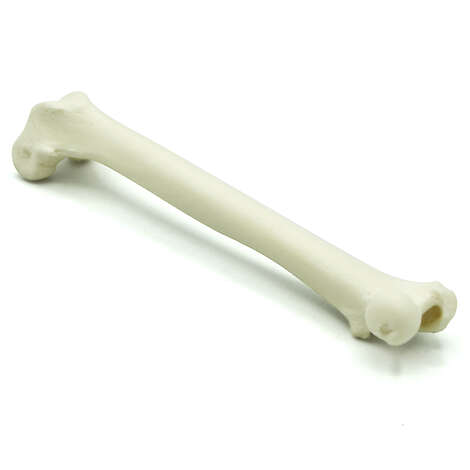 Feline Femur (solid)