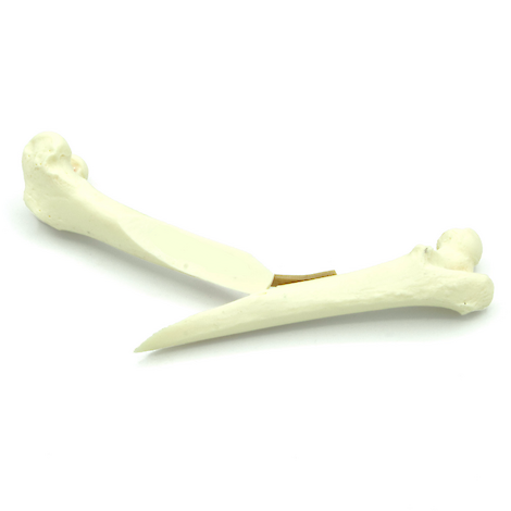 Feline Femur With Long Oblique Fracture (solid)