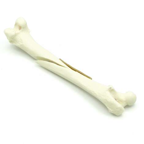 Feline Femur With Long Oblique Fracture (solid)