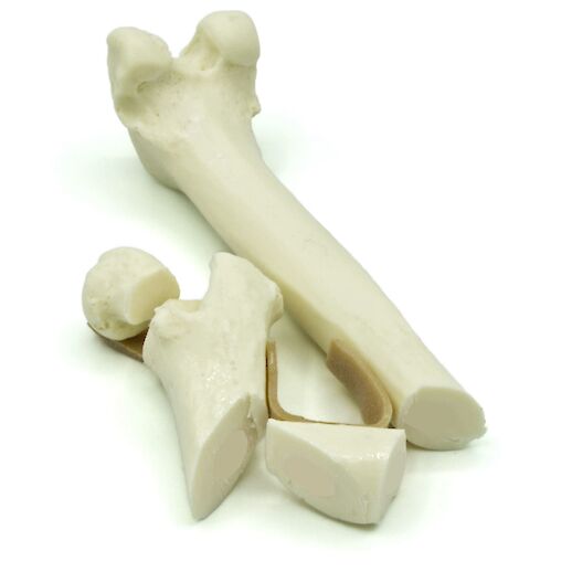 Feline Femur with femoral neck fracture and comminuted fracture (solid)