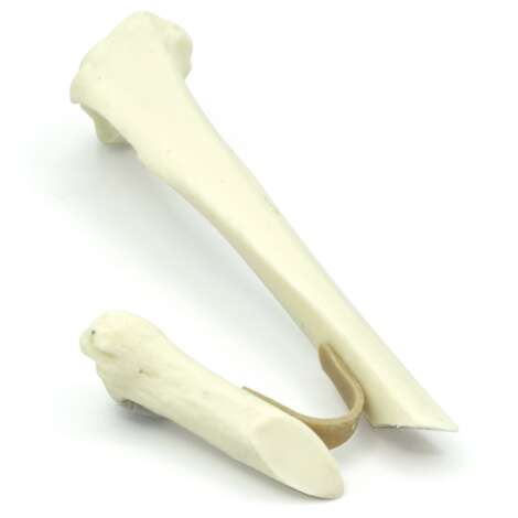 Feline Tibia With Short Oblique Fracture (solid)