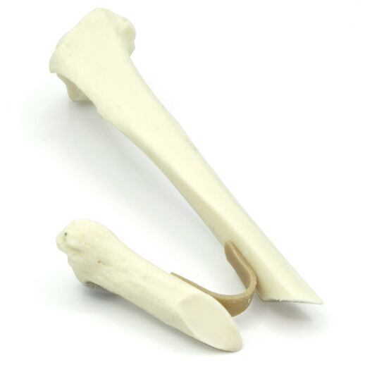Tibia mit kurzer Schrägfraktur - Katze (solide)